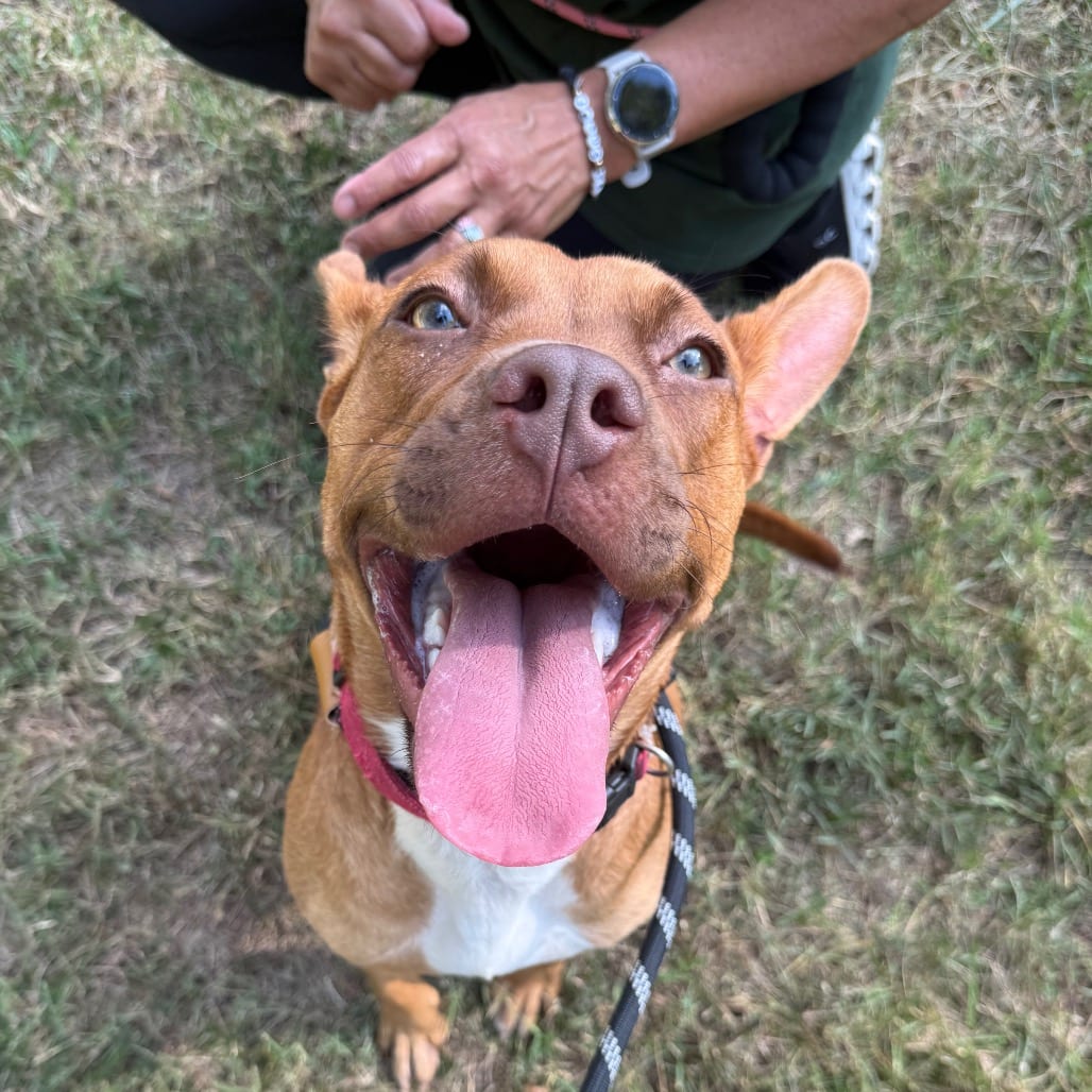 Photo of C. Breezy, adoptable Mixed Breed (Medium) in Winston-Salem, North Carolina