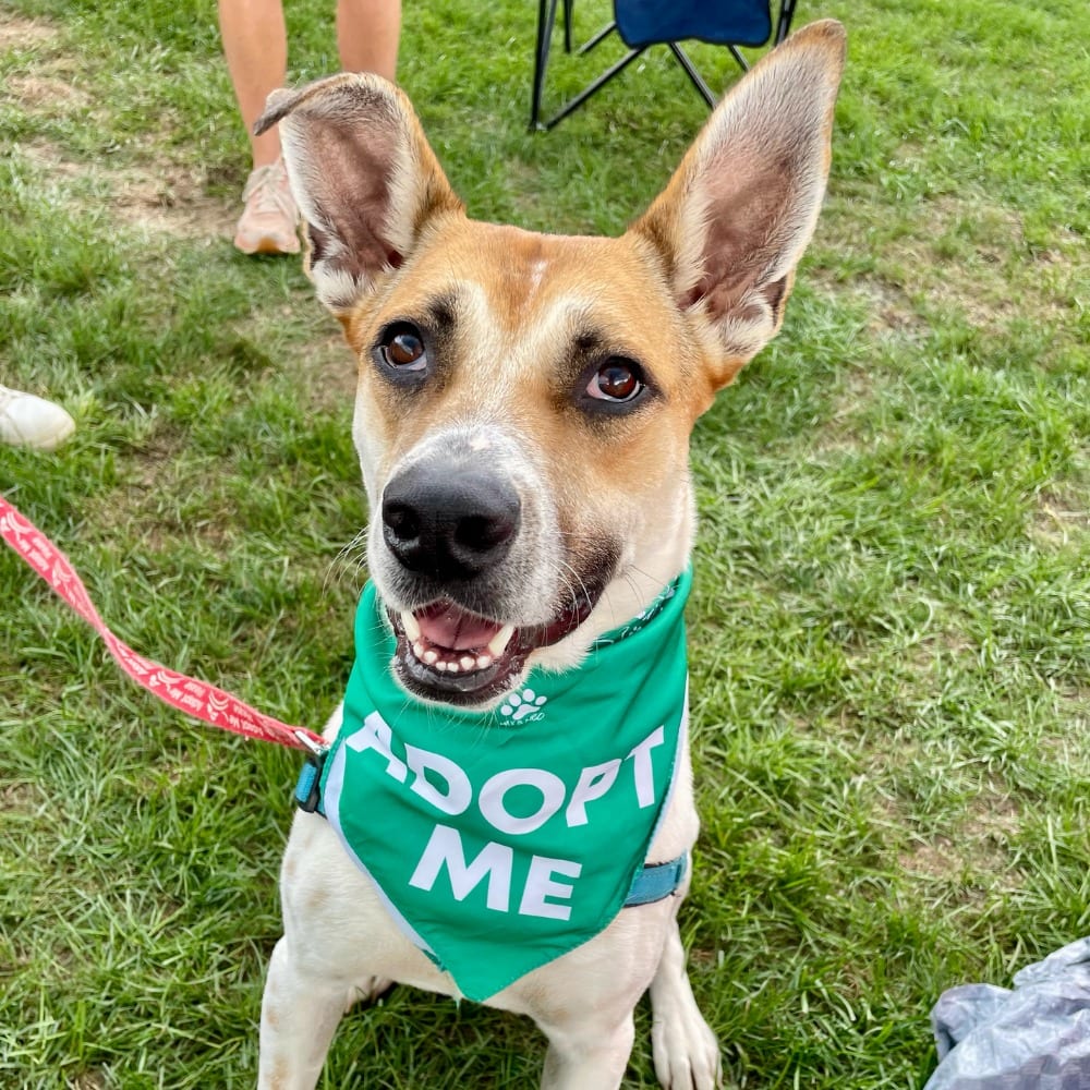 Photo of Aston, adoptable Mixed Breed in Bloomfield, Connecticut