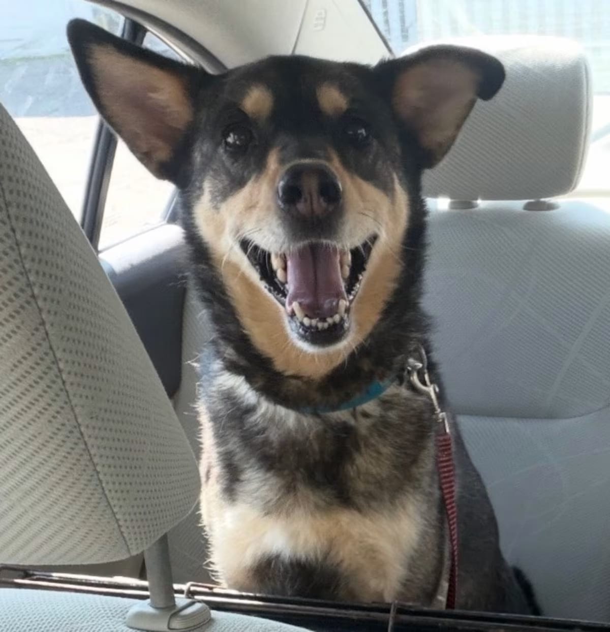 Photo of Sable, adoptable Australian Cattle Dog/Shepherd (Unknown Type) in Potomac, Maryland