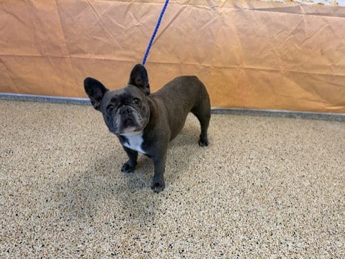 Photo of Azul, adoptable French Bulldog in Miami, Florida