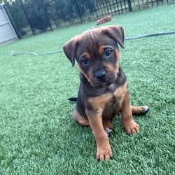 Photo of Smores, adoptable Labrador Retriever Mixed Breed (Medium) in Denver, Colorado
