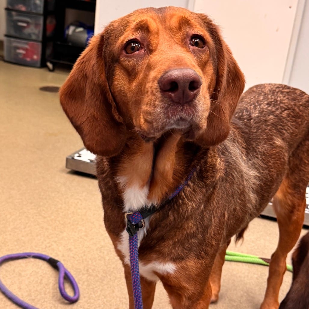 Photo of Disco, adoptable Retriever, Chesapeake Bay / Mixed Breed (Large) in Birdsboro, Pennsylvania