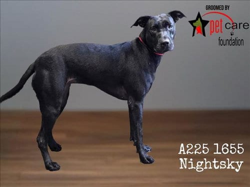 Photo of Nightsky, adoptable Pit Bull Terrier in Los Angeles, California