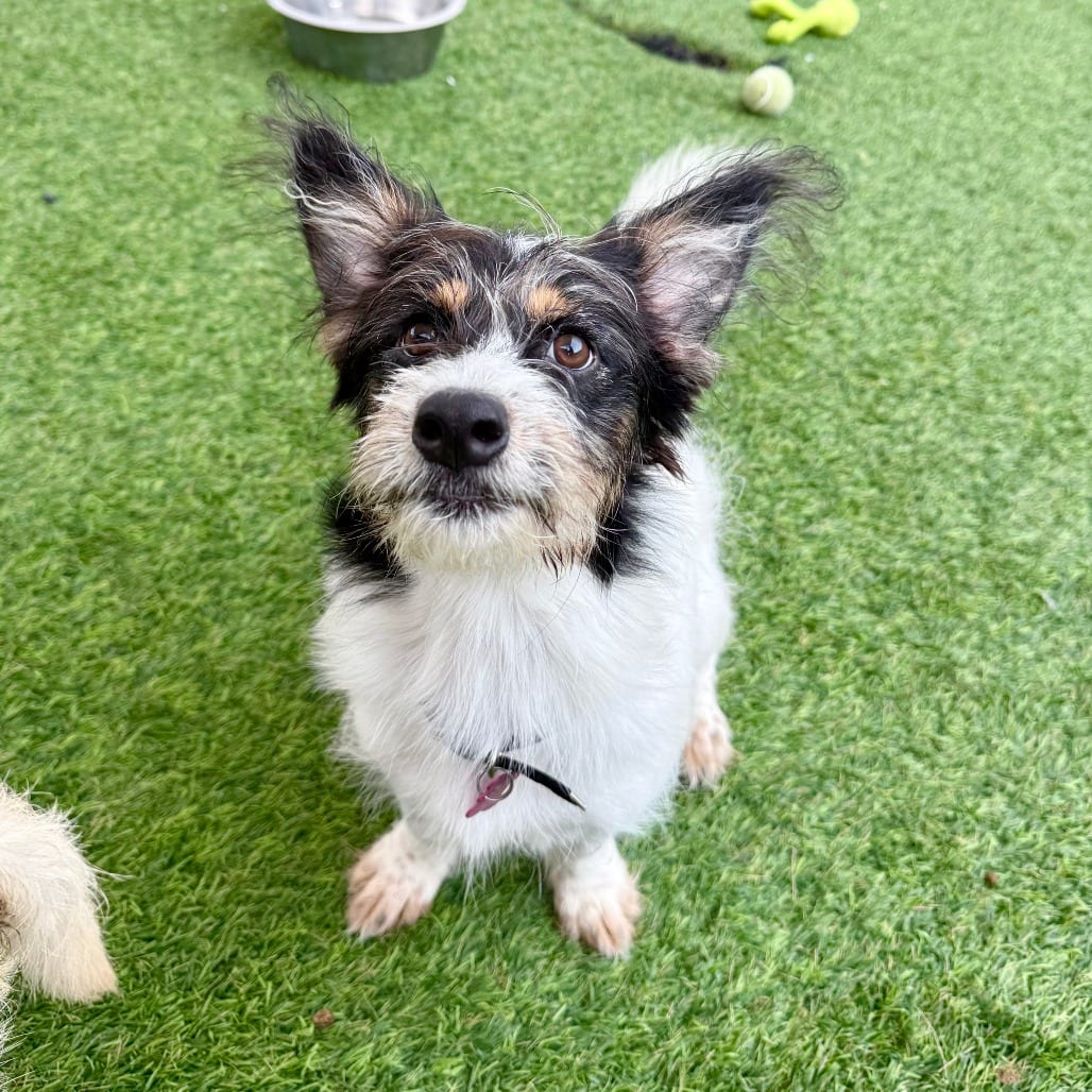 Photo of Roxy, adoptable Terrier in Agoura Hills, California