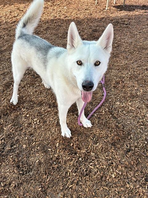 Photo of Natas, adoptable Husky in Albuquerque, New Mexico