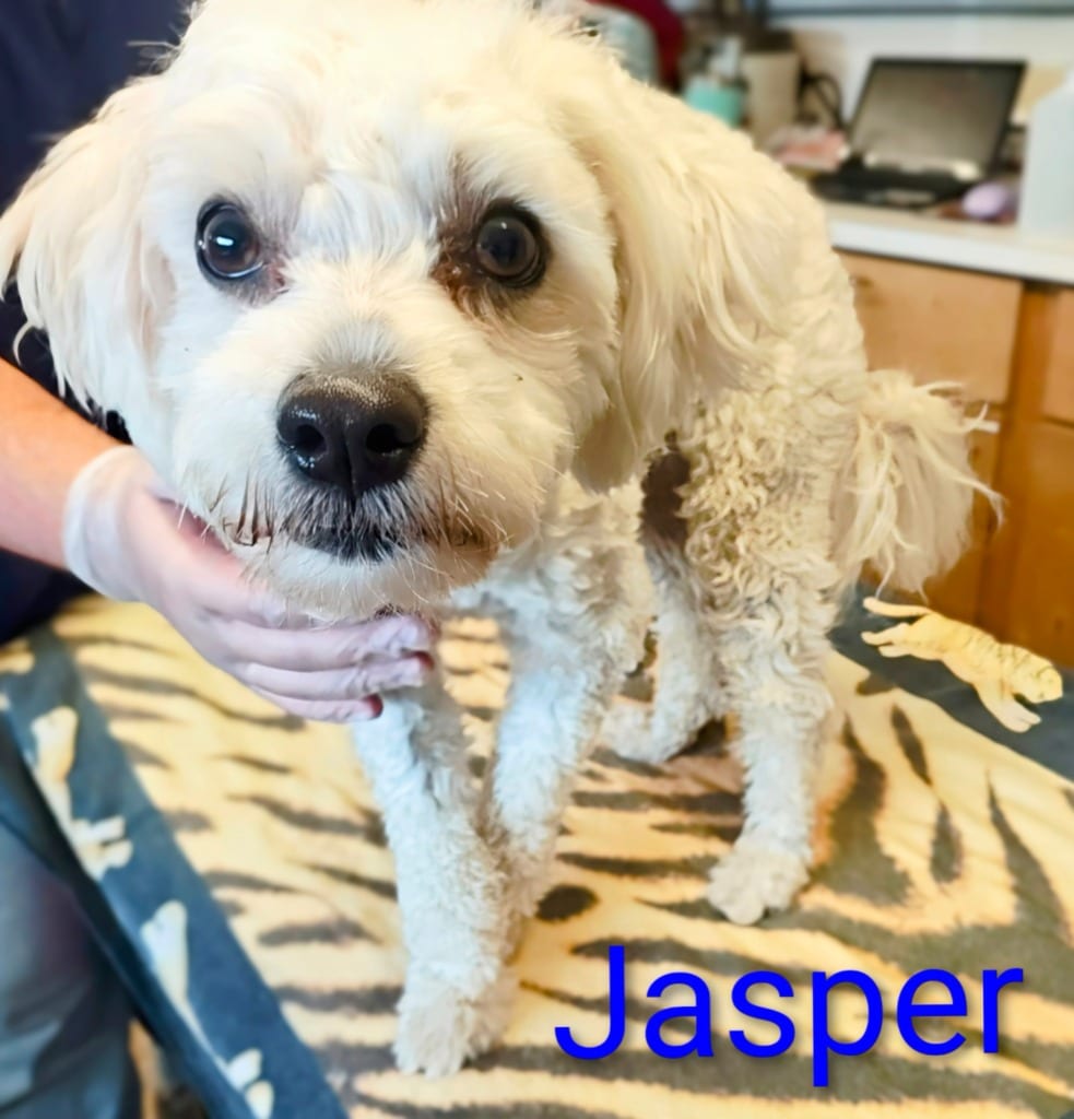 Photo of Jasper, adoptable Miniature Poodle in Mena, Arkansas