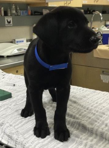 Photo of Stymie, adoptable Labrador Retriever in Riverside, California