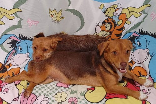 Photo of Cimba needs to go with Nala, adoptable Chihuahua in Sherman Oaks, California