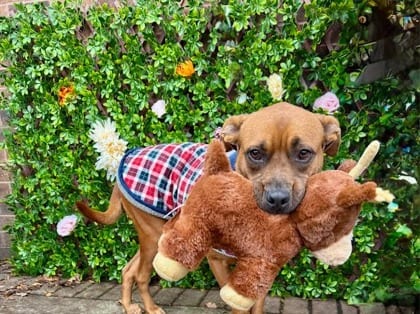 Photo of Latte, adoptable dog in Atlanta, Georgia