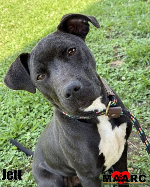 Photo of Jett, adoptable Pit Bull Terrier in Maryville, Tennessee