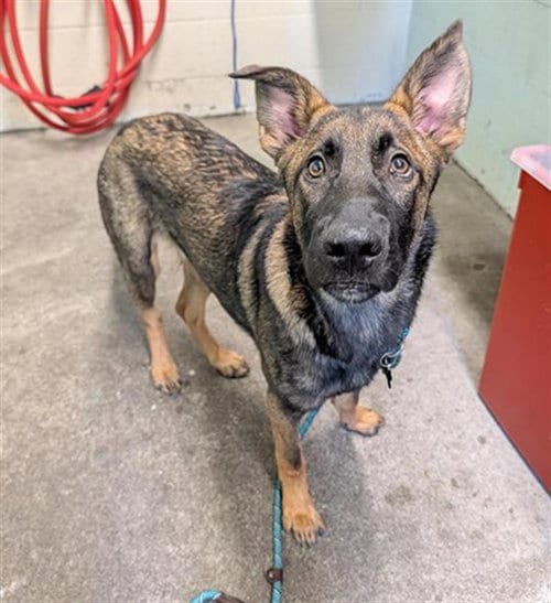 Photo of Haji, adoptable German Shepherd Dog in Sacramento, California