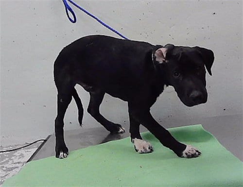 Photo of Beauty, adoptable Labrador Retriever in Houston, Texas