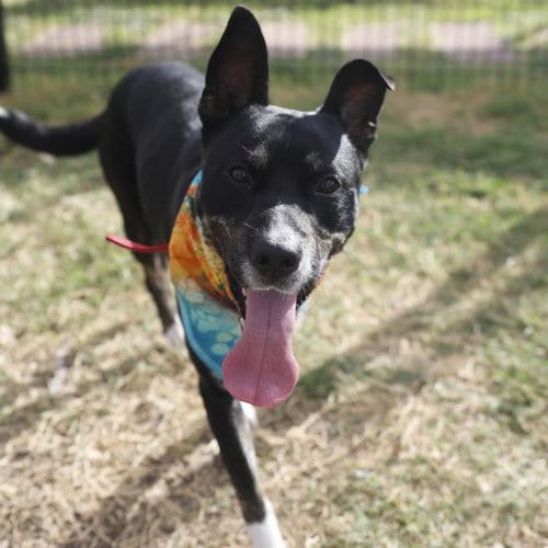 Photo of Nacho, adoptable American Staffordshire Terrier in San Antonio, Texas