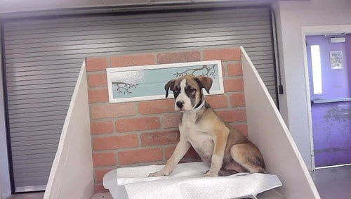 Photo of Izzy, adoptable Staffordshire Bull Terrier in Houston, Texas
