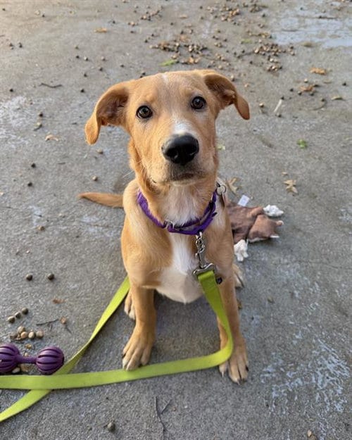 Photo of Baker, adoptable Labrador Retriever in Boston, Massachusetts