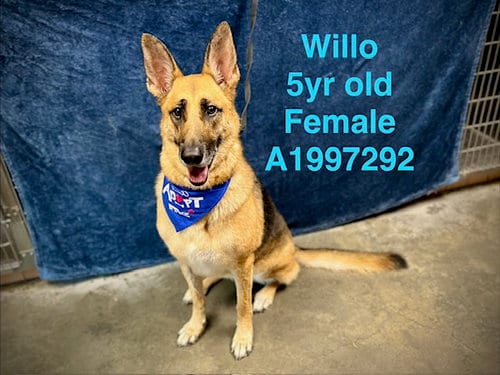 Photo of Willo, adoptable German Shepherd Dog in Chatsworth, California