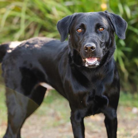 Photo of Addie, adoptable Labrador Retriever in Camarillo, California