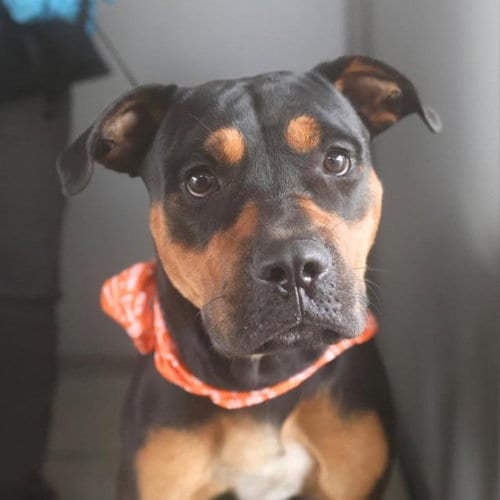 Photo of Captain, adoptable Rottweiler in San Antonio, Texas