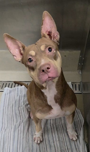 Photo of Jamie Lee, adoptable American Staffordshire Terrier in Fort Lauderdale, Florida
