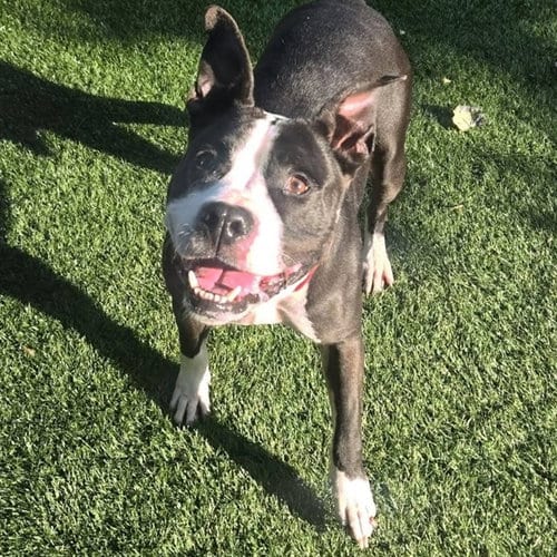 Photo of Max, adoptable Pit Bull Terrier in Maryland, Missouri