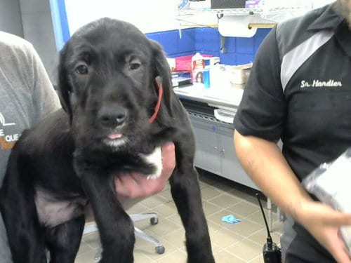 Photo of Jupiter, adoptable Labrador Retriever in Albuquerque, New Mexico