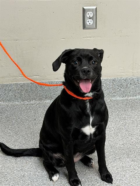 Photo of Jelly Bean, adoptable Pug in Pasadena, Texas
