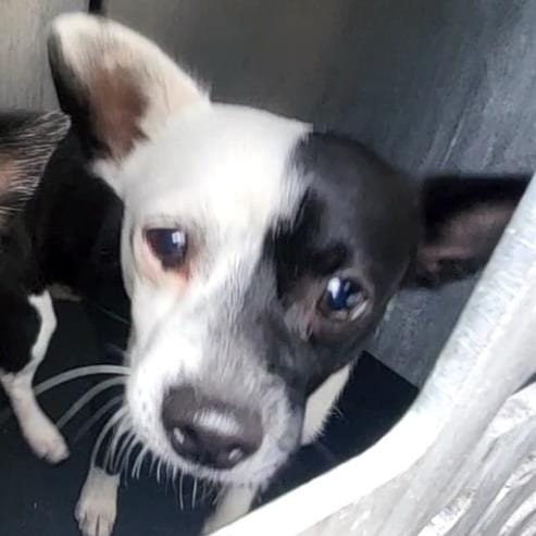 Photo of Phineas, adoptable Terrier / Mix in San Antonio, Texas