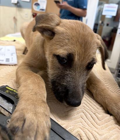 Photo of Joey, adoptable Terrier in Riverside, California