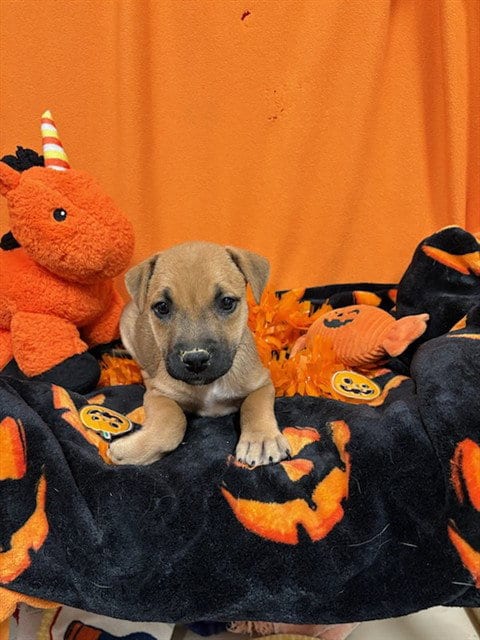 Photo of Betty, adoptable German Shepherd Dog in Modesto, California