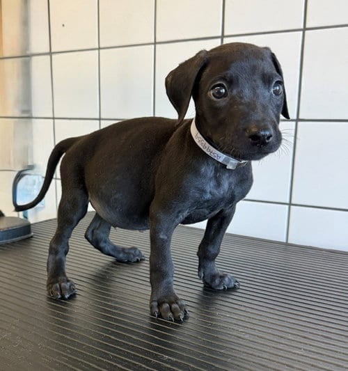 Photo of Twix, adoptable Pit Bull Terrier in Downey, California