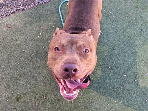 Photo of Pez, adoptable American Pit Bull Terrier in Phoenix, Arizona