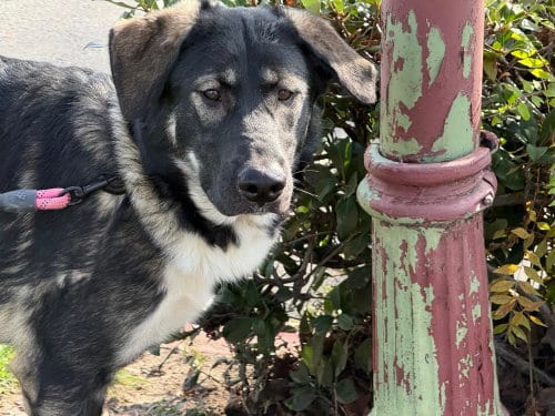 Photo of Athena, adoptable German Shepherd Dog in Cupertino, California