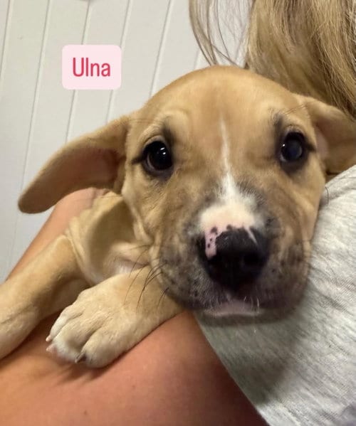 Photo of Ulna, adoptable American Staffordshire Terrier in Gilberts, Illinois