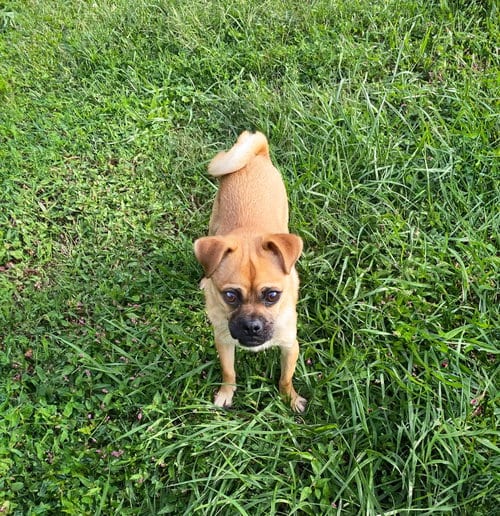 Photo of Pugsley, adoptable Pug in Unionville, Pennsylvania