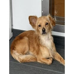 Photo of Taz, adoptable Papillon in San Bernardino, California