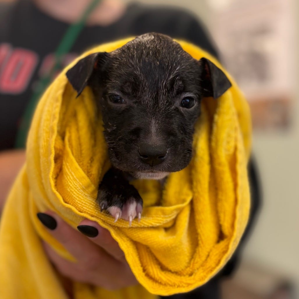 Photo of Rusty, adoptable Mixed Breed (Medium) in Ohio, Ohio