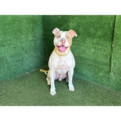 Photo of Marlow, adoptable American Pit Bull Terrier in Lancaster, California