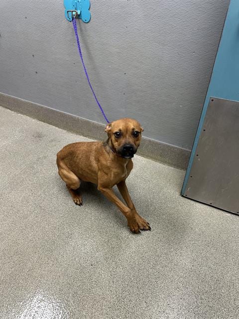 Photo of Bobby, adoptable Boxer in Las Vegas, Nevada