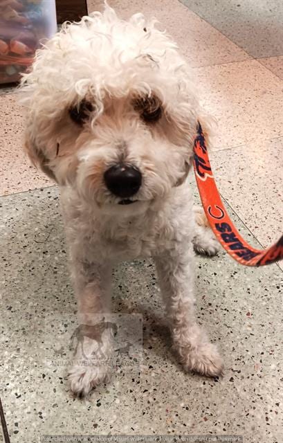 Photo of Bear, adoptable Bichon Frise in Chicago Ridge, Illinois
