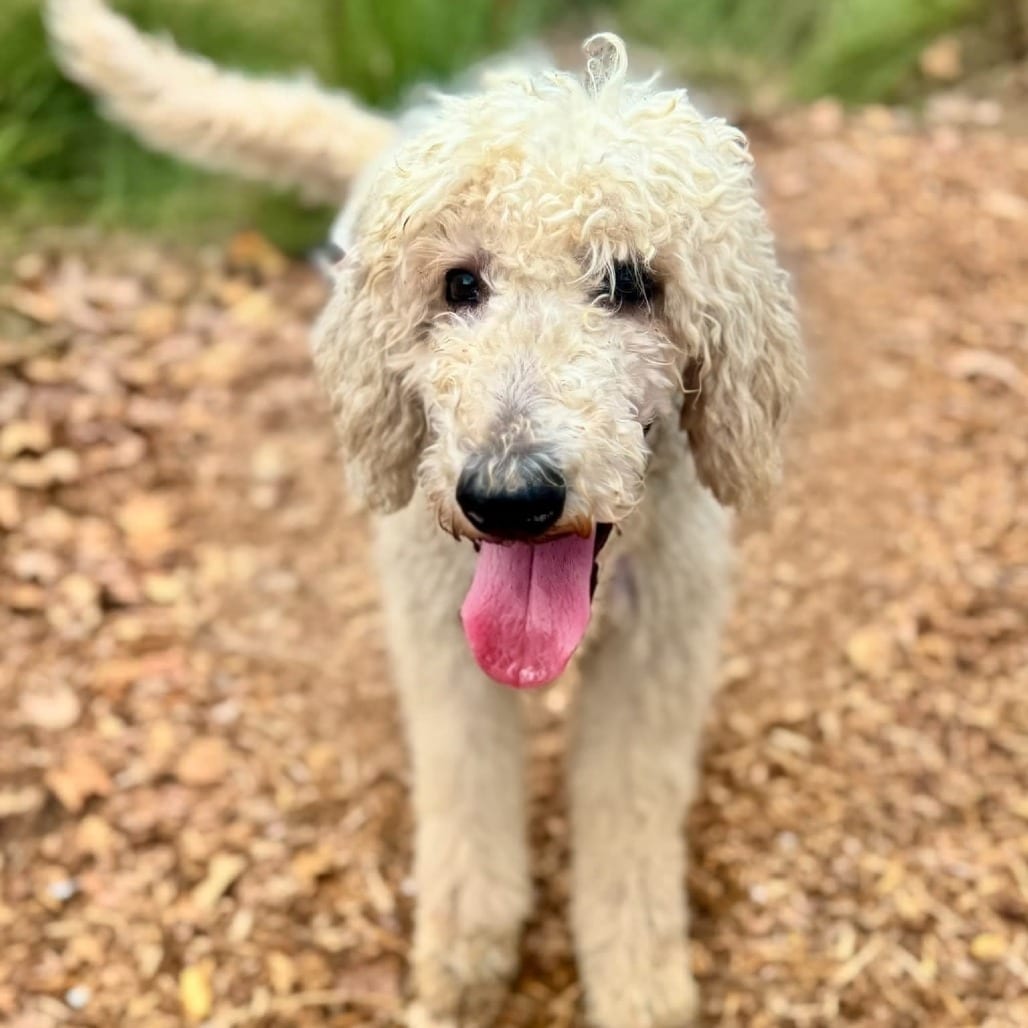 Photo of Jojo - Chino Hills Location, adoptable Poodle, Standard / Retriever, Golden