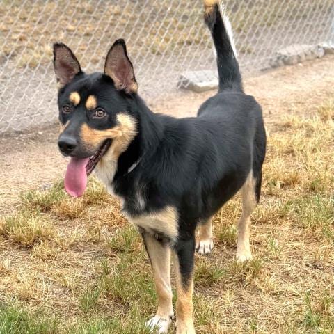Photo of S'Mores, adoptable German Shepherd Dog in Conroe, Texas