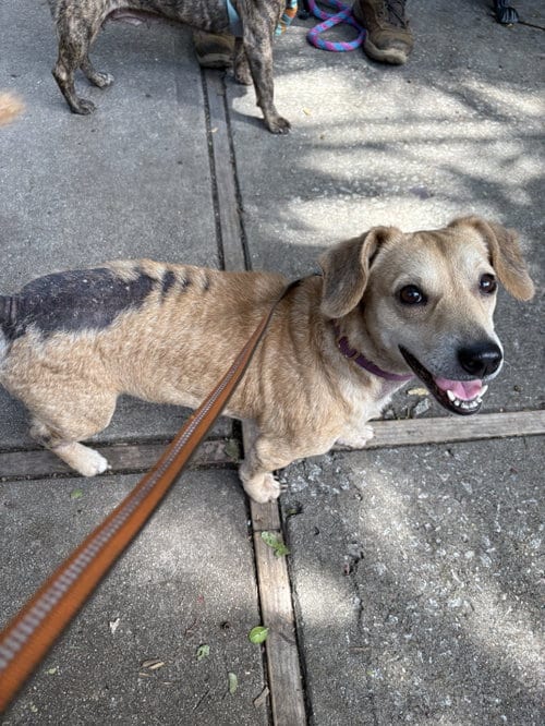 Photo of Cruella, adoptable Dachshund in Mcclellanville, South Carolina