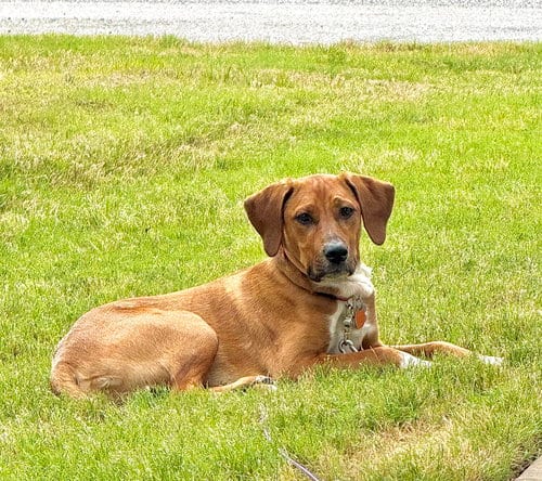 Photo of Brock, adoptable Hound in Holly Springs, North Carolina
