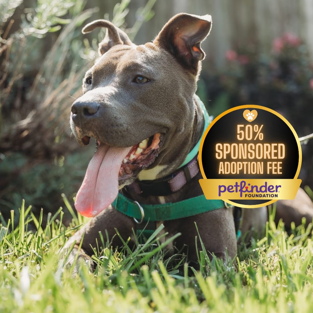 Photo of Cricket, adoptable Terrier, Pit Bull in York, Pennsylvania