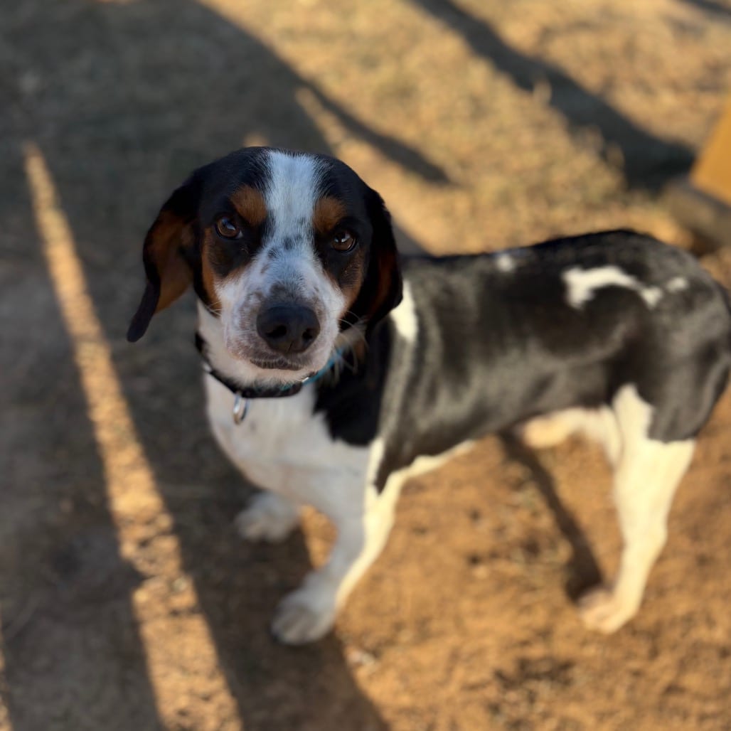 Photo of Toni, adoptable Beagle in Fairfax Station, Virginia
