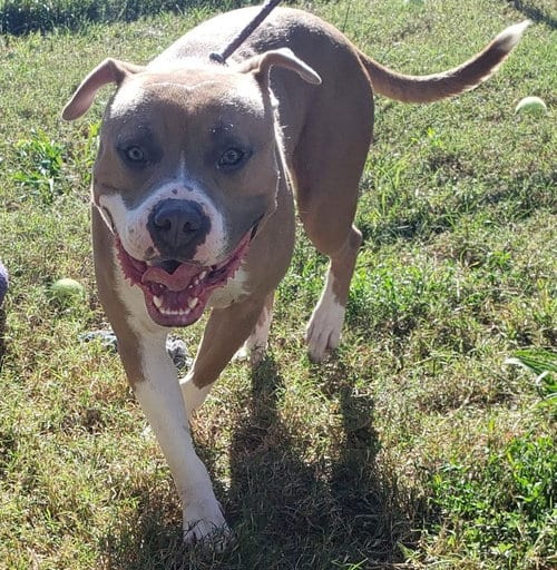 Photo of Titus, adoptable Pit Bull Terrier in Richmond, Virginia
