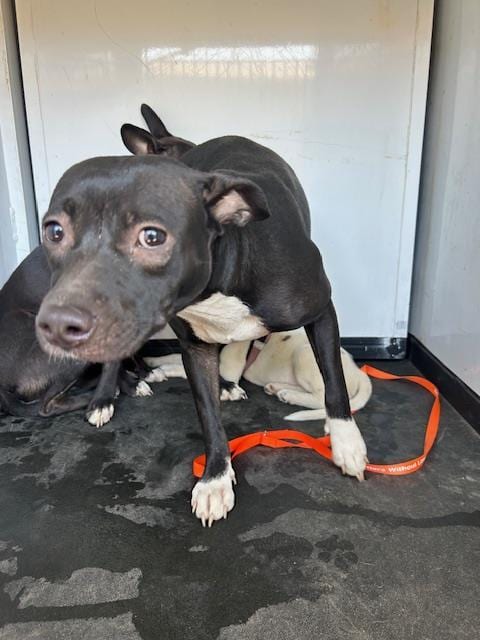 Photo of A170960, adoptable Pit Bull Terrier in Bakersfield, California