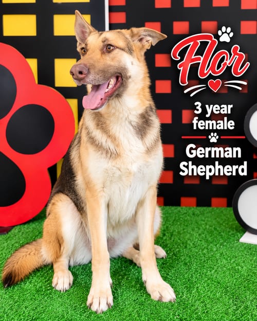 Photo of Flor - 3 Year Female German Shepherd, adoptable German Shepherd Dog in Mesa, Arizona