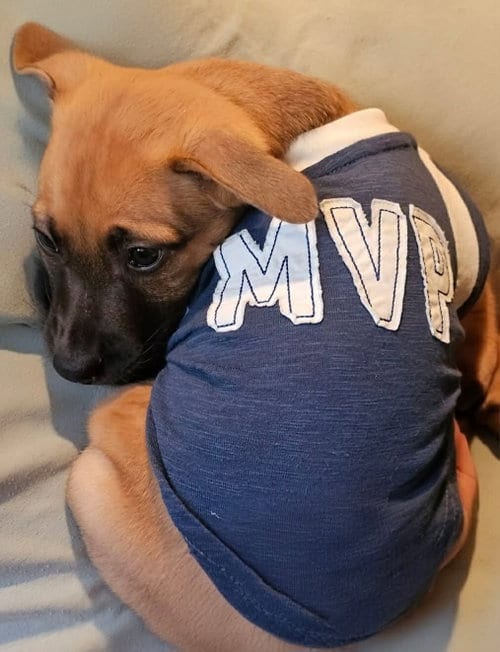 Photo of Mitch, adoptable Unknown breed in Holbrook, New York