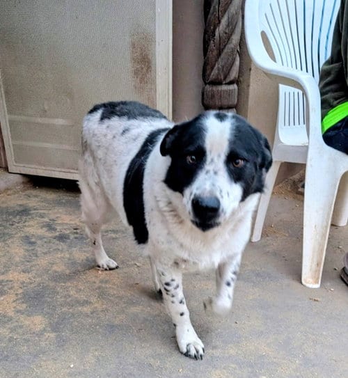 Photo of Oreo, adoptable Australian Cattle Dog/Blue Heeler in Pena Blanca, New Mexico